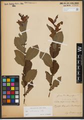 Foto von Salix silesiaca Willd.